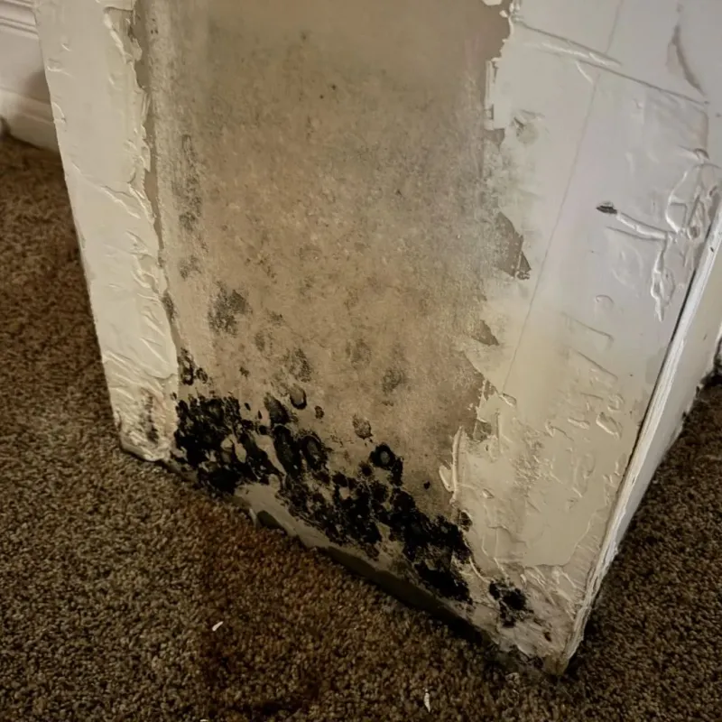 Professional Mold Removal in Arroyo Seco, NM